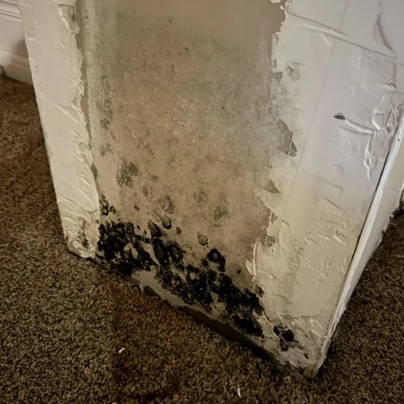 Professional Mold Removal in Saint Johns County, FL